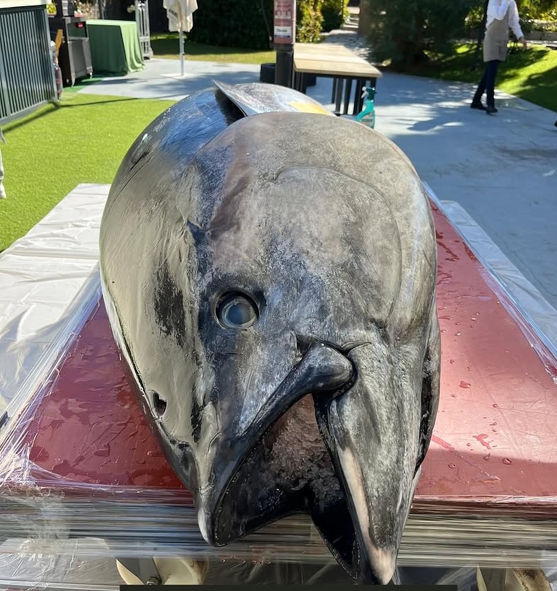 Ronqueo de un atún de 317 kilos